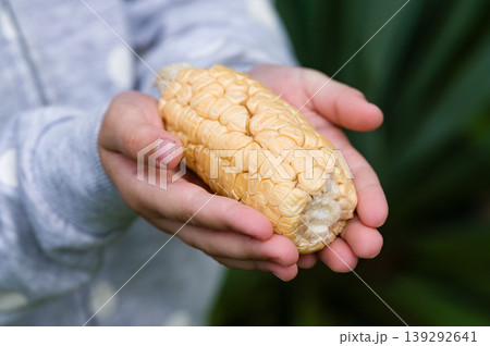 Child's hands holding a freshly picked ear of corn. Child's hands holding a freshly picked ear of corn. 139292641