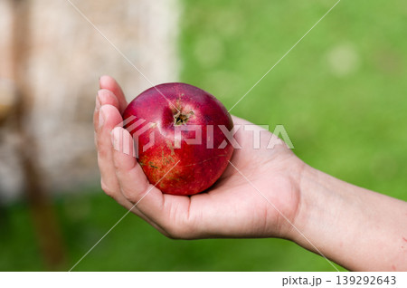 Hand holding a ripe red apple against a green background Hand holding a ripe red apple against a green background 139292643