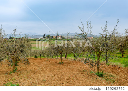 Olive grove in rural landscape with grey skies and distant hills Olive grove in rural landscape with grey skies and distant hills 139292762