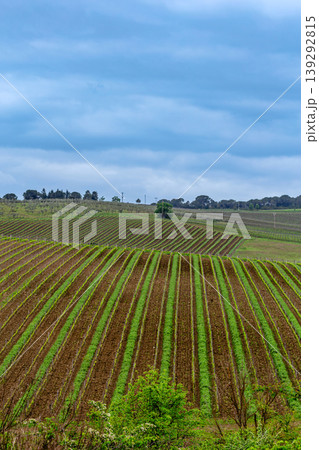 Vineyard landscape showcases rows of green grapevines under a cloudy sky 139292815