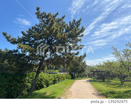 公園の松の木と遊歩道と青空の風景 公園の松の木と遊歩道と青空の風景 139292875