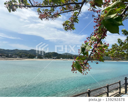 桜の散り花越しに見る青い海と山 桜の散り花越しに見る青い海と山 139292878