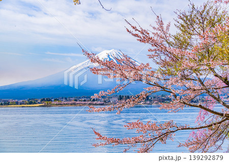 (山梨県)河口湖・湖畔の桜と富士山 (山梨県)河口湖・湖畔の桜と富士山 139292879