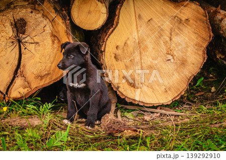 Black puppy sitting beside cut tree logs in a forested area 139292910