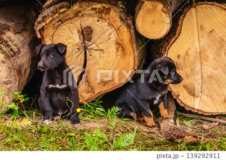 Black puppies playing near a stack of logs in a natural setting Black puppies playing near a stack of logs in a natural setting 139292911