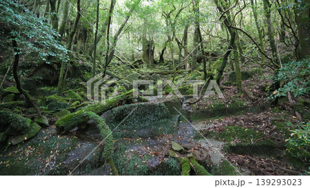 縄文杉 トレッキング 屋久島 139293023