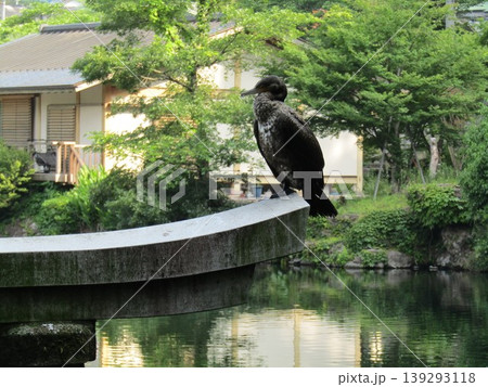大分県由布市湯布院町、由布院の人気観光スポット金鱗湖湖畔の天祖神社の水中鳥居にとまるカワウ(川鵜) 大分県由布市湯布院町、由布院の人気観光スポット金鱗湖湖畔の天祖神社の水中鳥居にとまるカワウ(川鵜) 139293118