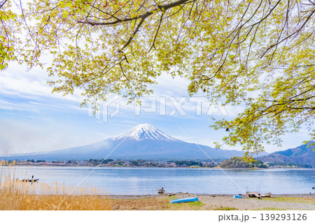 （山梨県）河口湖・新緑の湖畔から眺める富士山 139293126