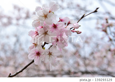浅草助六夢通りに咲く桜の花 139293129