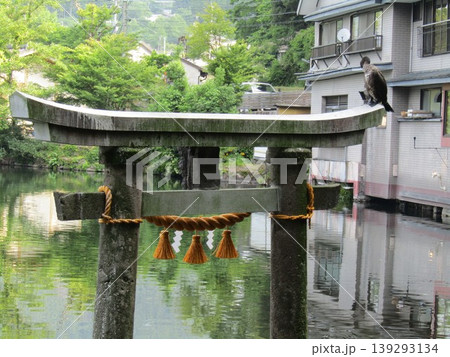 大分県由布市湯布院町、由布院の人気観光スポット金鱗湖湖畔の天祖神社の水中鳥居にとまるカワウ(川鵜) 大分県由布市湯布院町、由布院の人気観光スポット金鱗湖湖畔の天祖神社の水中鳥居にとまるカワウ(川鵜) 139293134