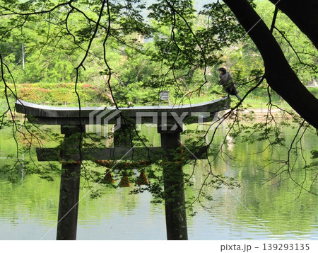 大分県由布市湯布院町、由布院の人気観光スポット金鱗湖湖畔の天祖神社の水中鳥居にとまるカワウ(川鵜) 大分県由布市湯布院町、由布院の人気観光スポット金鱗湖湖畔の天祖神社の水中鳥居にとまるカワウ(川鵜) 139293135
