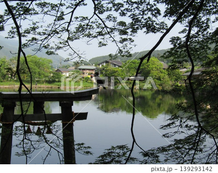 大分県由布市湯布院町、由布院の人気観光スポット金鱗湖湖畔の天祖神社の水中鳥居にとまるカワウ（川鵜） 139293142