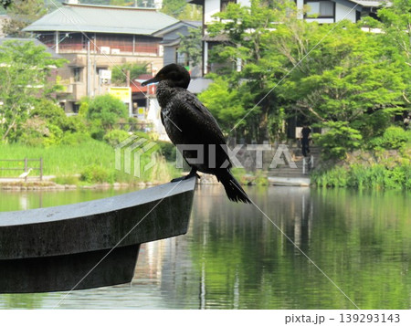大分県由布市湯布院町、由布院の人気観光スポット金鱗湖湖畔の天祖神社の水中鳥居にとまるカワウ(川鵜) 大分県由布市湯布院町、由布院の人気観光スポット金鱗湖湖畔の天祖神社の水中鳥居にとまるカワウ(川鵜) 139293143