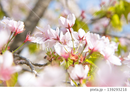 満開の霞桜 139293218