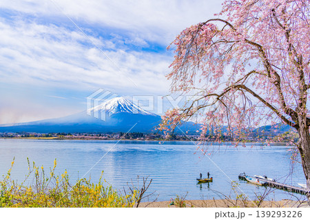 (山梨県)河口湖湖畔の釣り人・桜・富士山 (山梨県)河口湖湖畔の釣り人・桜・富士山 139293226