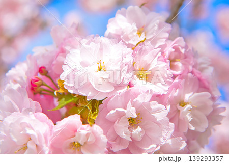 満開の八重桜 満開の八重桜 139293357