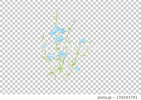 Hand-painted watercolor illustration of light blue delphiniums Hand-painted watercolor illustration of light blue delphiniums 139293791