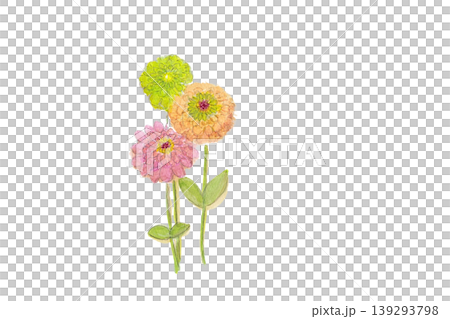 Colorful zinnia hand-painted watercolor illustration 139293798