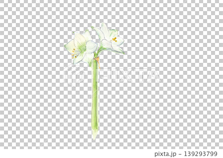 白いアマリリスの手描き水彩イラスト 139293799