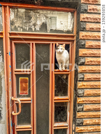 A three-colored cat with yellow eyes sits in a broken window on the door of an old house A three-colored cat with yellow eyes sits in a broken window on the door of an old house 139293858