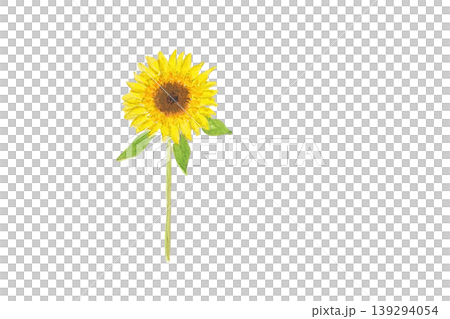 ひまわりの手描き水彩イラスト ひまわりの手描き水彩イラスト 139294054