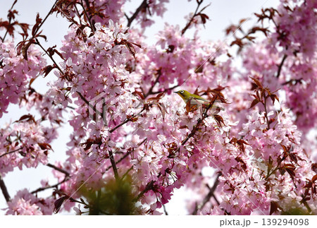 桜の花に埋もれるメジロ 桜の花に埋もれるメジロ 139294098