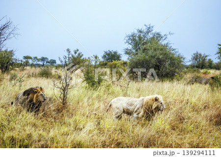 African lion in Greater Kruger National park, South Africa 139294111