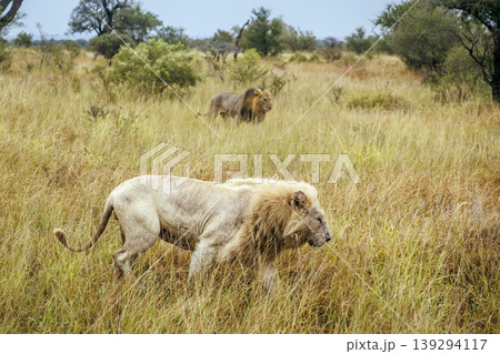African lion in Greater Kruger National park, South Africa African lion in Greater Kruger National park, South Africa 139294117