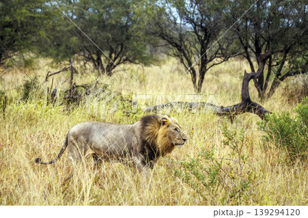 African lion in Greater Kruger National park, South Africa African lion in Greater Kruger National park, South Africa 139294120