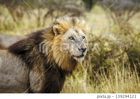 African lion in Greater Kruger National park, South Africa African lion in Greater Kruger National park, South Africa 139294121