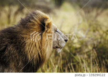 African lion in Greater Kruger National park, South Africa African lion in Greater Kruger National park, South Africa 139294122