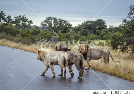 African lion in Greater Kruger National park, South Africa African lion in Greater Kruger National park, South Africa 139294123