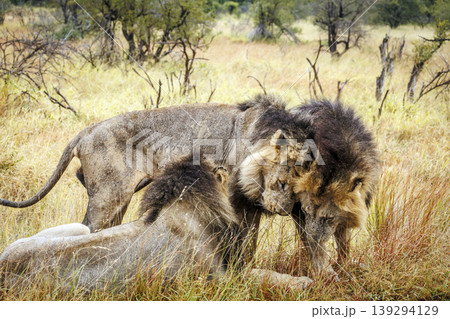 African lion in Greater Kruger National park, South Africa African lion in Greater Kruger National park, South Africa 139294129