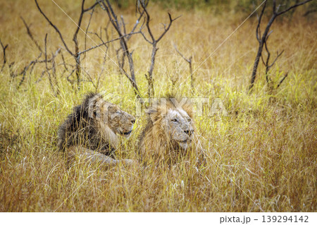 African lion in Greater Kruger National park, South Africa 139294142
