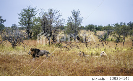 African lion in Greater Kruger National park, South Africa 139294145