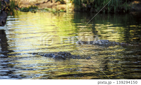 Nile crocodile in Kruger National park, South Africa Nile crocodile in Kruger National park, South Africa 139294150
