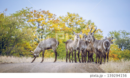 Common Waterbuck in Greater Kruger National park, South Africa Common Waterbuck in Greater Kruger National park, South Africa 139294156