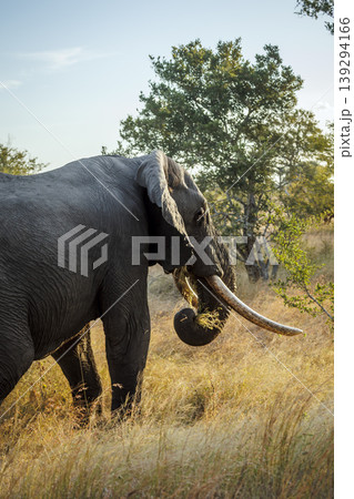 African bush elephant in Greater Kruger National park, South Africa 139294166