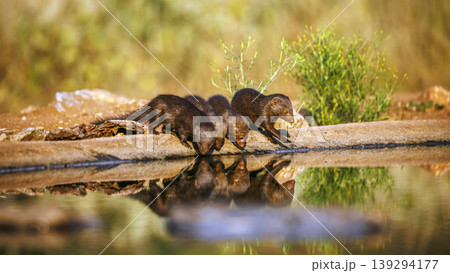 Common dwarf mongoose in Greater Kruger National park, South Africa Common dwarf mongoose in Greater Kruger National park, South Africa 139294177