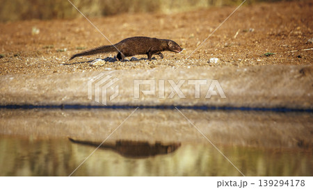 Common dwarf mongoose in Greater Kruger National park, South Africa Common dwarf mongoose in Greater Kruger National park, South Africa 139294178