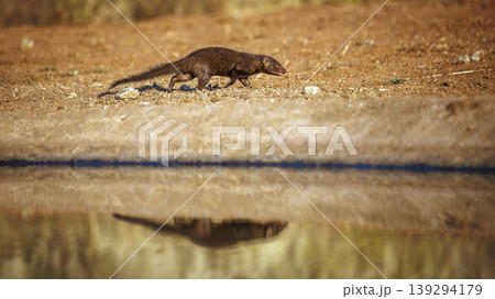 Common dwarf mongoose in Greater Kruger National park, South Africa Common dwarf mongoose in Greater Kruger National park, South Africa 139294179
