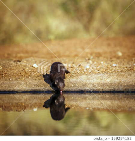 Common dwarf mongoose in Greater Kruger National park, South Africa Common dwarf mongoose in Greater Kruger National park, South Africa 139294182