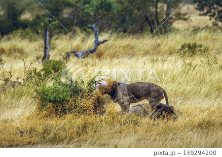African lion in Greater Kruger National park, South Africa 139294200