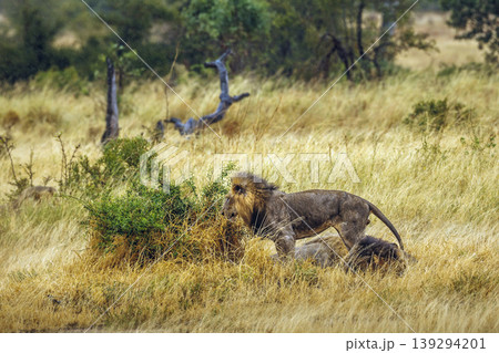 African lion in Greater Kruger National park, South Africa 139294201