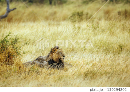 African lion in Greater Kruger National park, South Africa 139294202