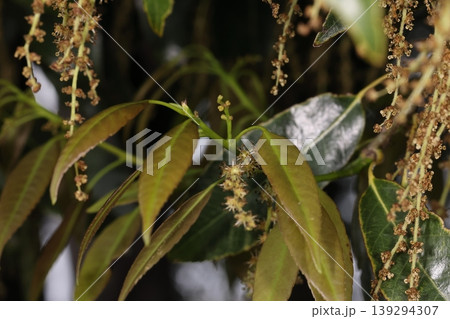 自然　植物　シラカシ、花です。垂れ下がってる雄花花序、真ん中で短く立ち上がっている雌花花序 139294307