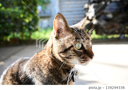 駐車場のキジトラ猫 駐車場のキジトラ猫 139294336
