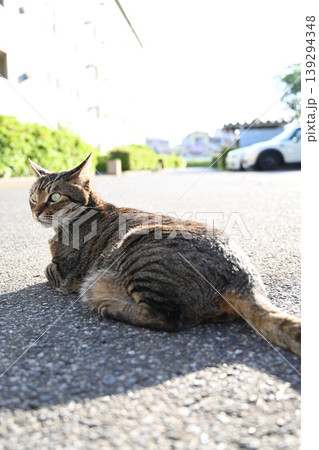 駐車場で寝っ転がるキジトラ猫 139294348