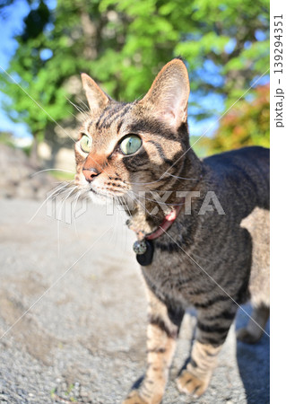 公園のキジトラ猫 139294351
