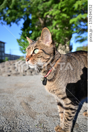 公園で座ってるキジトラ猫 公園で座ってるキジトラ猫 139294352